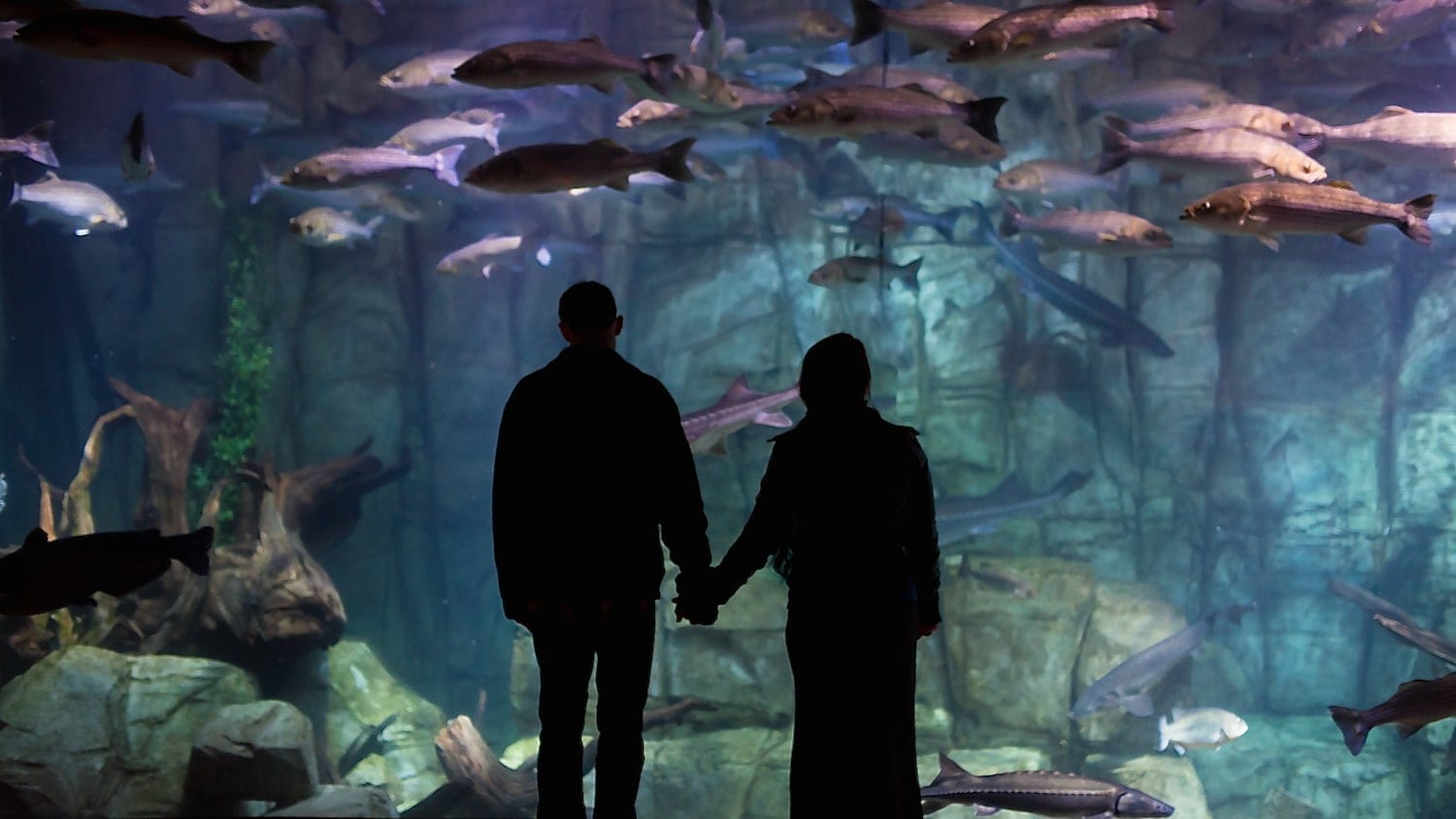 Couple looking at fish at the Denver aquarium