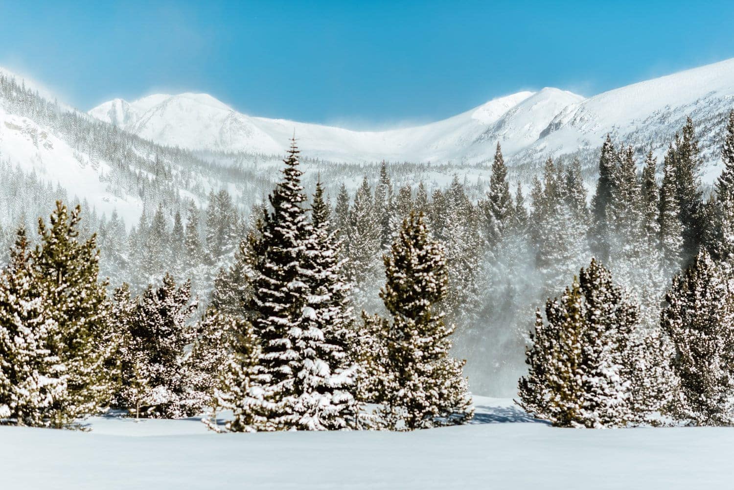Landscape of forest with snow-covered trees. There is snow covering the ground and the mountains in the background at Indian Peaks, in Colorado. 