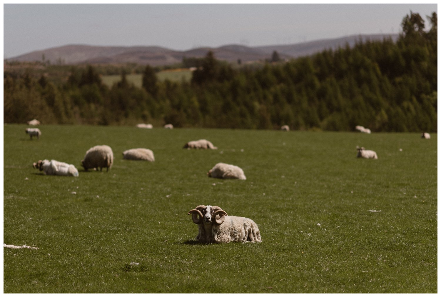 Sheep resting in a field in the Scottish Highlands. 