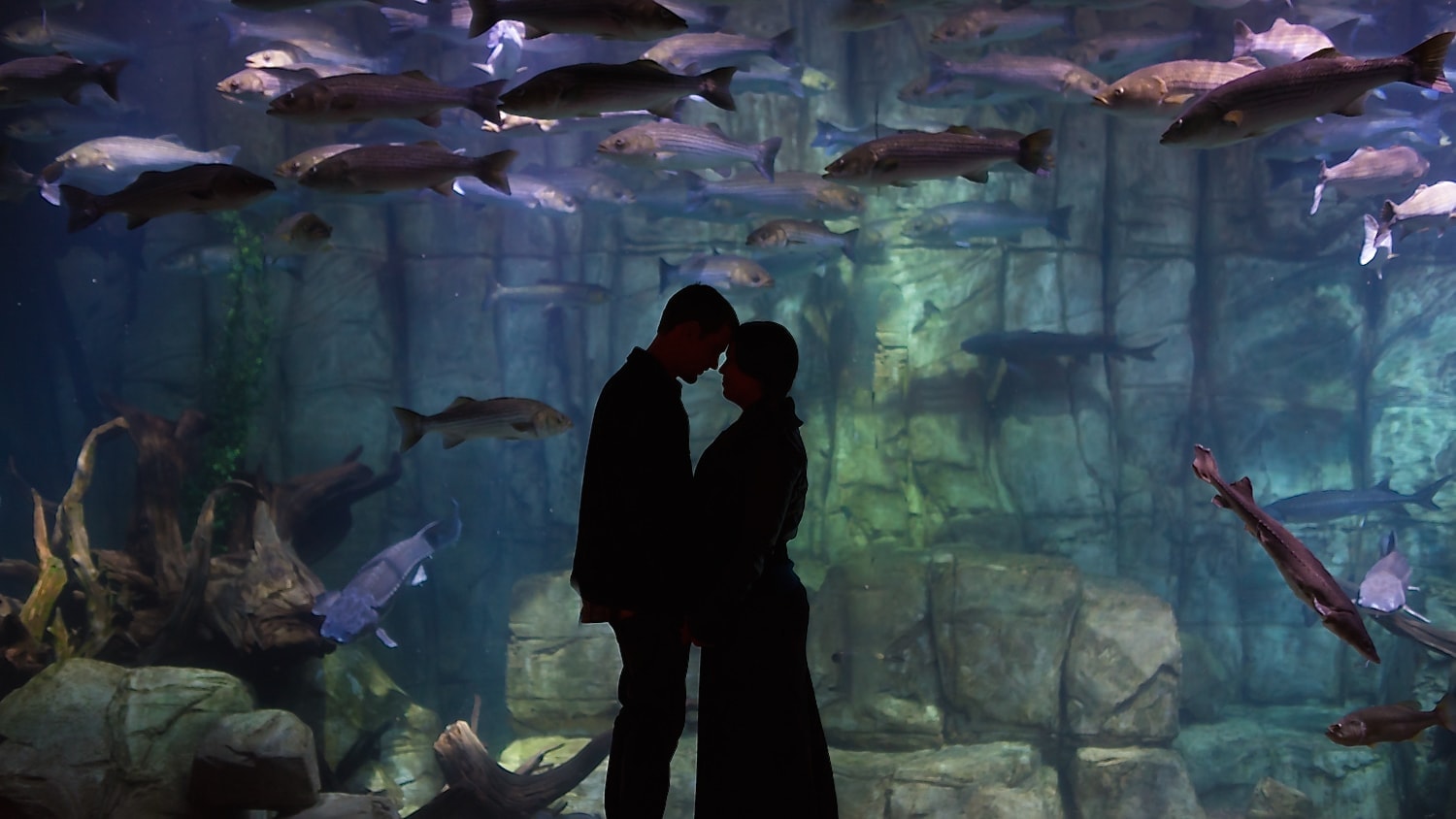 Couple embracing at the Denver aquarium. 