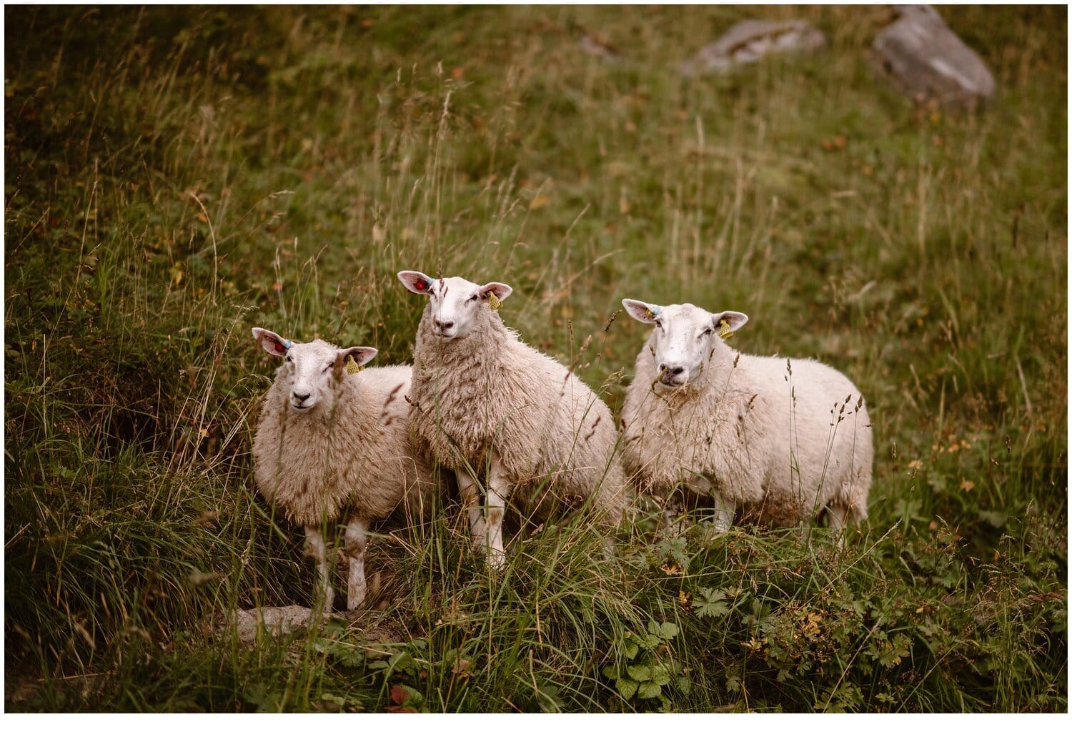 Three sheep in Norway.