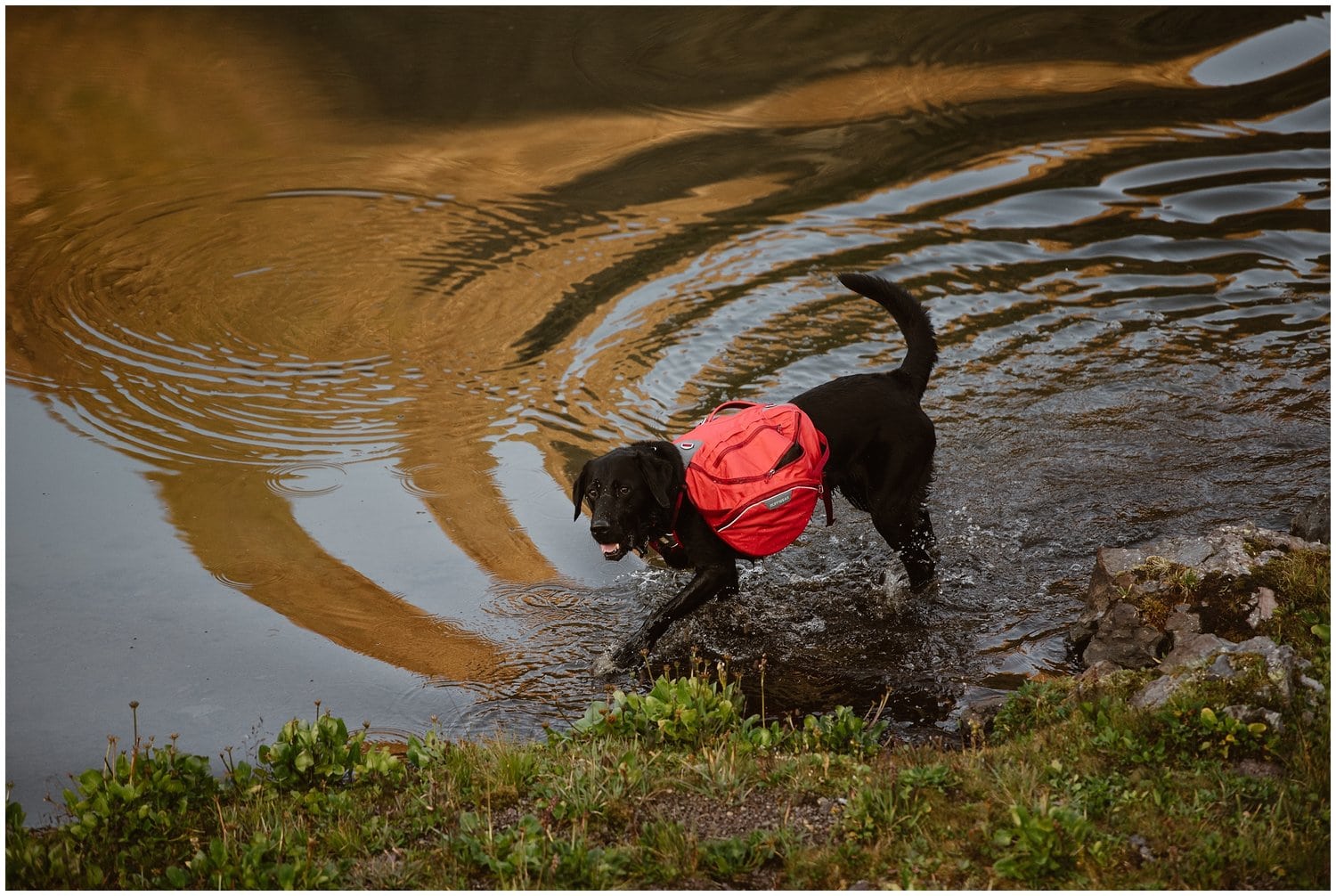 Dog playing in alpine lake. 