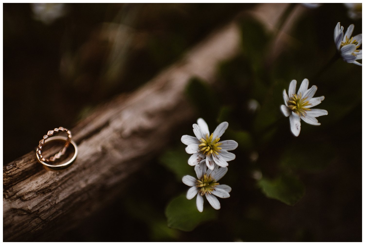 Close-up of the bride and groom's gold rings resting on a tree branch next to some white and yellow wildflowers. 