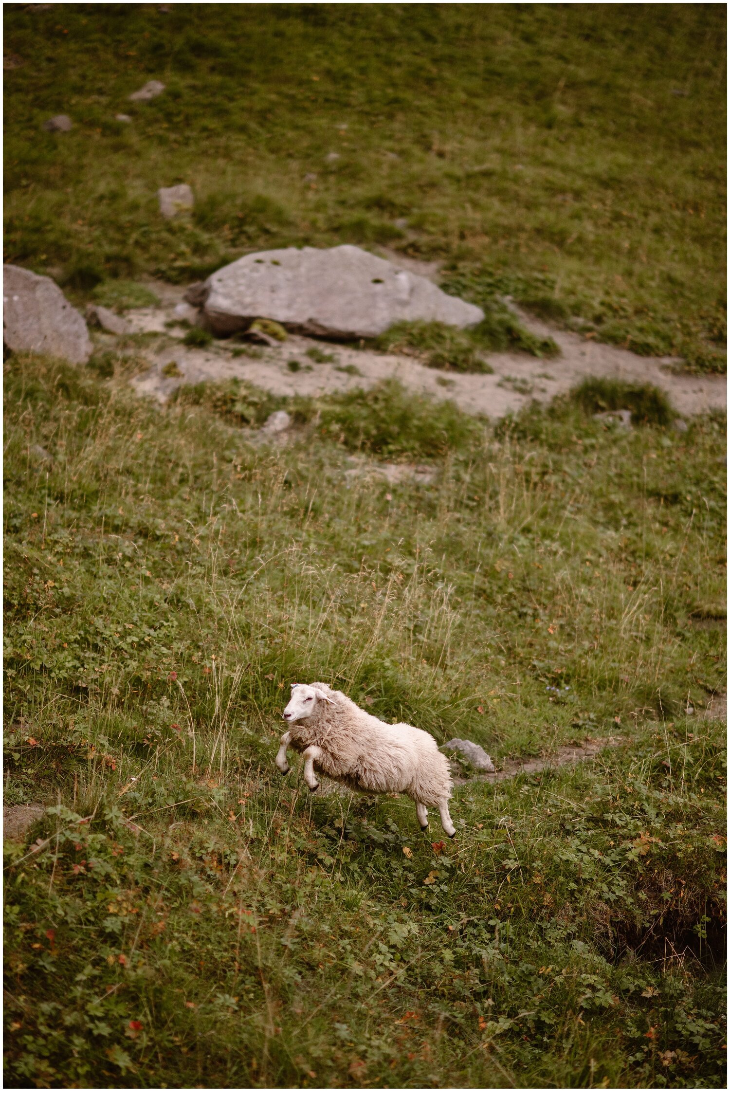 A sheep jumping in Norway.