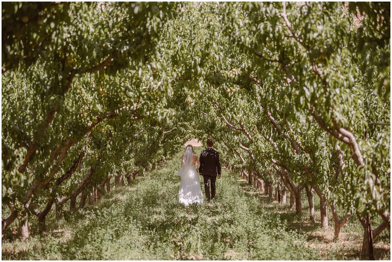 Bride and groom walk through peach orchard together in Palisade, Colorado. 