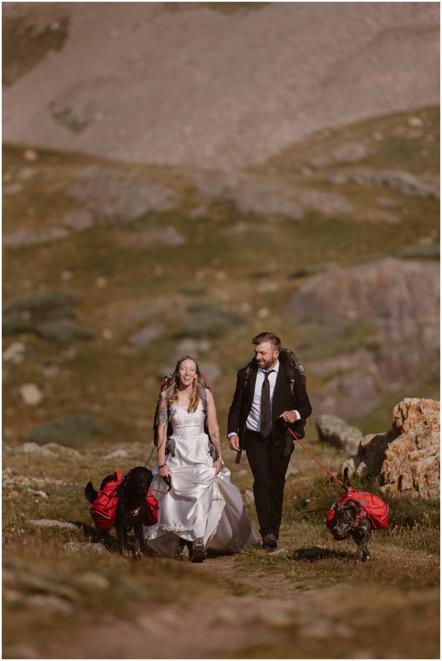 Bride and groom walk their dogs in Ouray, Colorado. 