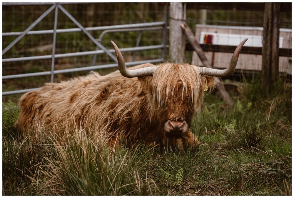 Highland cow laying in the grass in Scotland. 