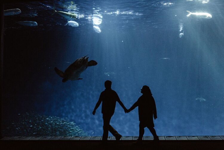 Silhouette of bride and groom holding hands and walking, with fish swimming in the background, at Monterey Bay Aquarium in California. 