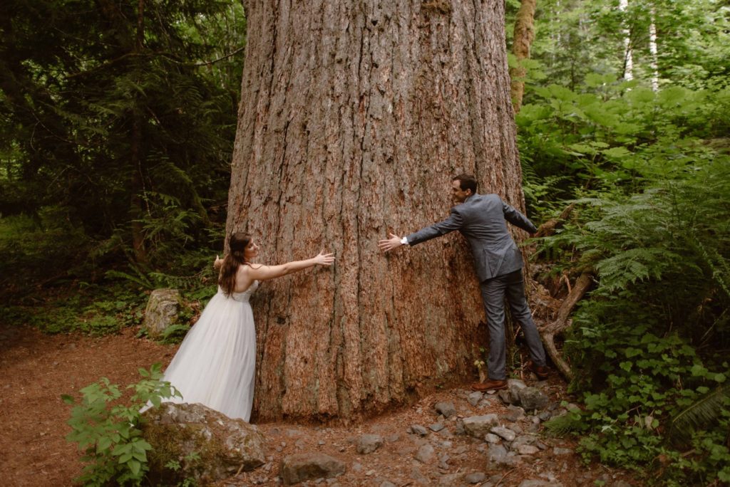 Bride and groom hug a giant tree in Washington State Forest. 