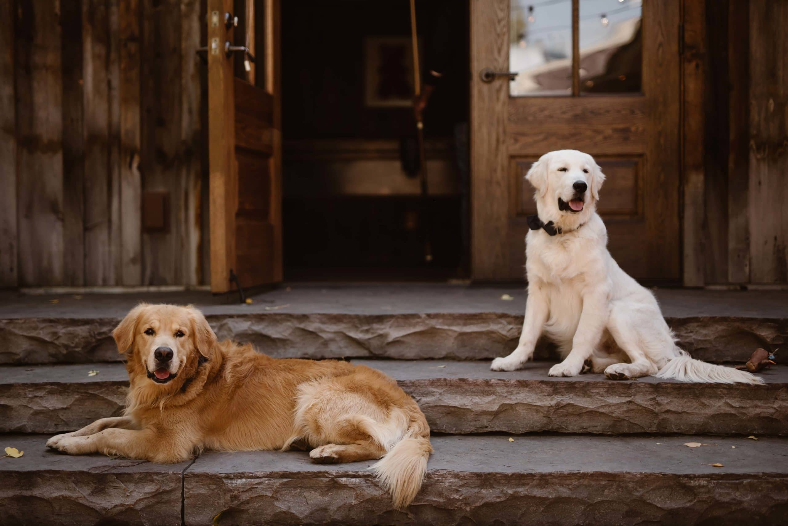 Two golden retrievers relax on steps outside of Airbnb.